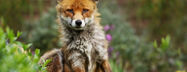 How to Keep Foxes Out of Your Garden: Effective Tips and Strategies