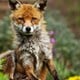 How to Keep Foxes Out of Your Garden: Effective Tips and Strategies